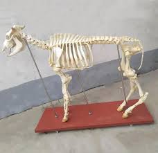 SIĞIR İSKELETİ