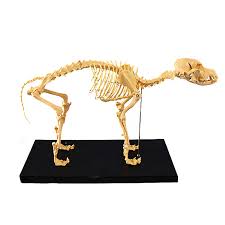 KÖPEK İSKELETİ