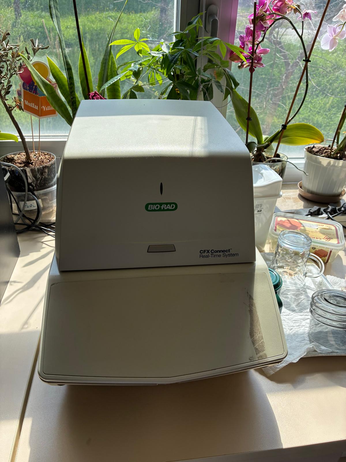 Real Time PCR