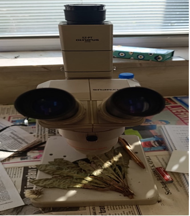 Stereo Mikroskop